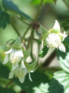 Rubus idaeus